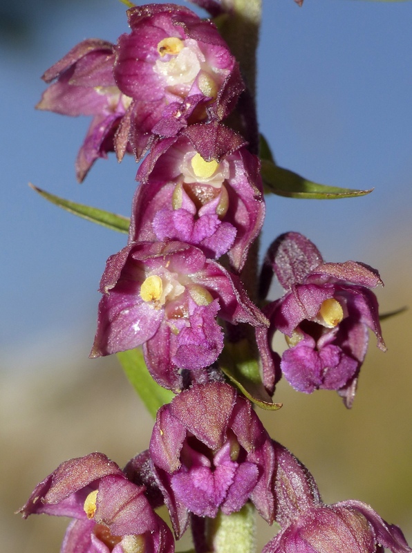 Le belle Epipactis sulle praterie di Campo Imperatore (AQ)  luglio 2025.